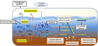 The quantitative relationship between macrobenthic carbon and organic carbon in sediments: A case study of the northern continental shelf of the South China Sea